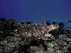 Just gliding thru clear water, this young turtle makes hi... by Steven Anderson 